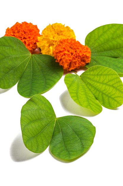 Green leaves and marigold flowers on a wooden background