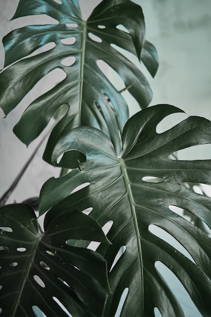 Green leaves of monstera closeup