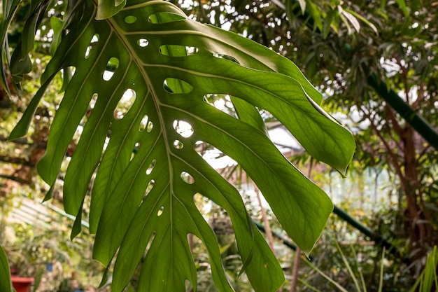 Photo green leaves of monstera deliciosa plant in the garden