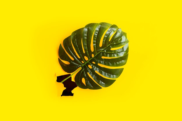 Green leaves of monstera and palm trees in a hole of torn cardboard yellow background. Top view, flat lay.