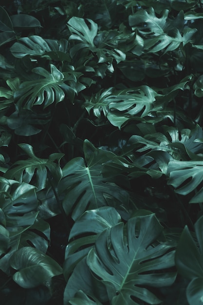 Green leaves of Monstera philodendron plant