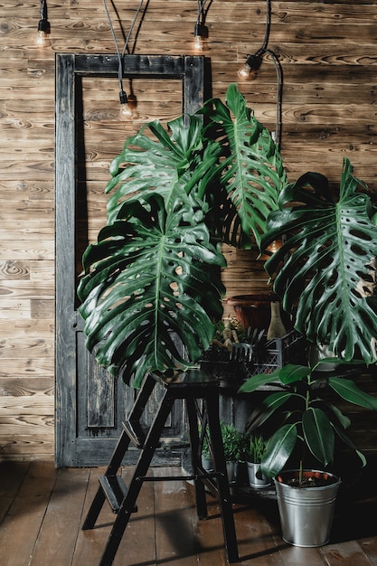 Green leaves of Monstera