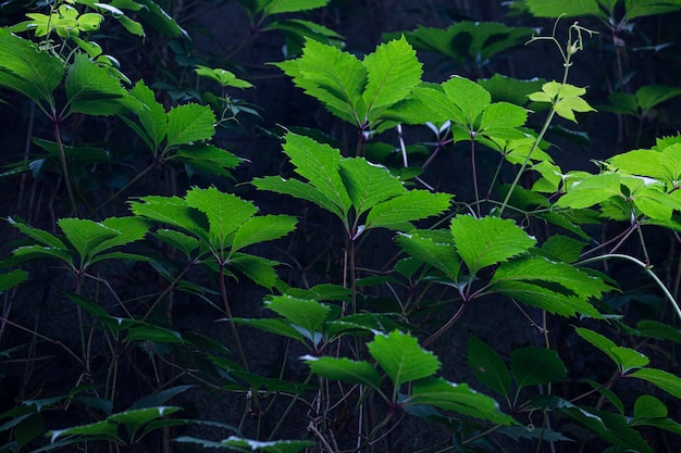 green leaves in the morning