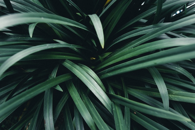 Green leaves natural background Tropical Leaf Background,