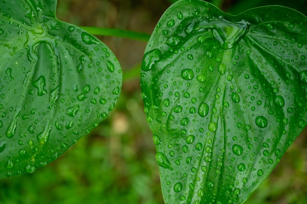 텍스트를 위한 공간이 있는 잎의 녹색 잎 자연 배경 벽지 질감
