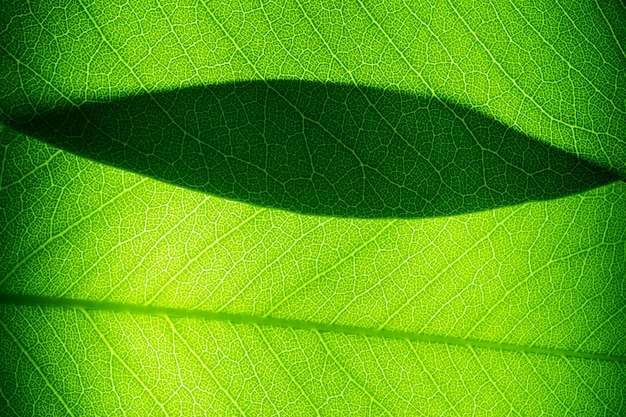 green leaves natural background wallpaper, texture of leaf, leaves with space for text