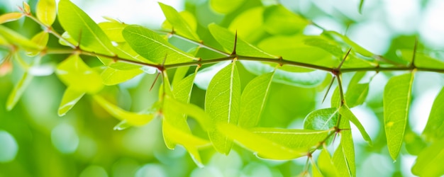 Фото Зеленые листья естественного фона обои, текстура листа, листья с пространством для текста