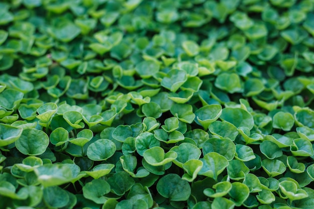 Green leaves natural background