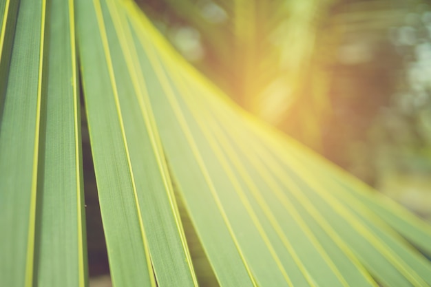 green leaves natural background 