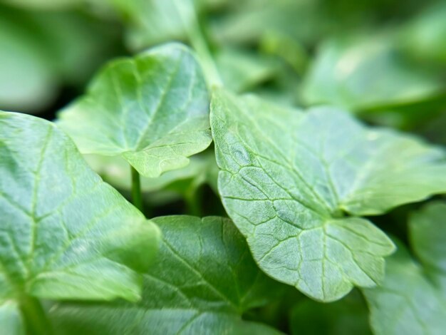 green leaves natural summer background