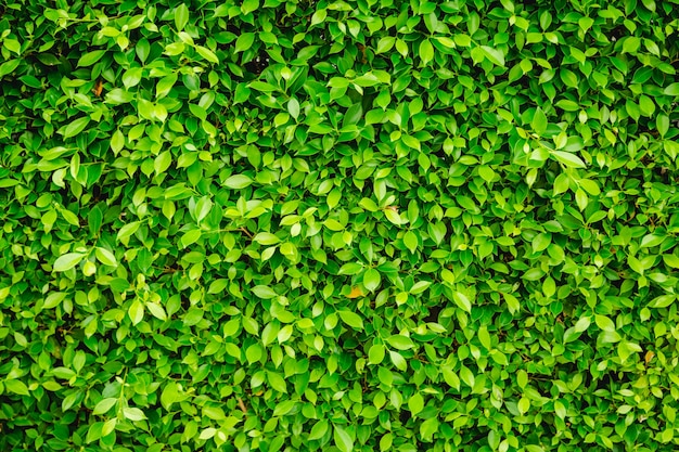 Green Leaves nature background