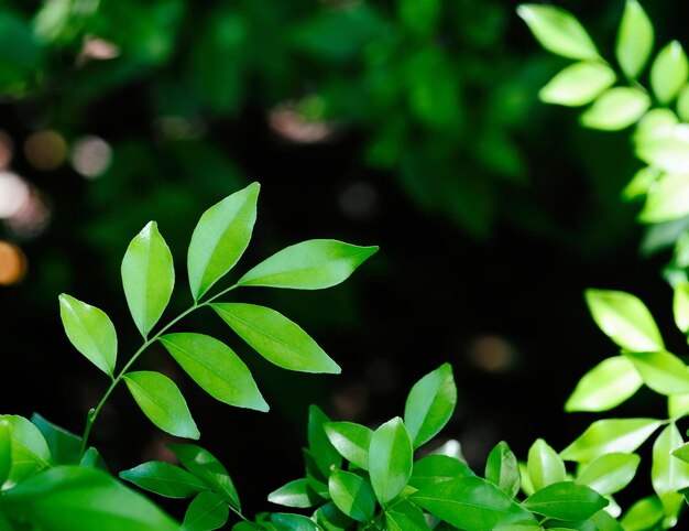 Photo green leaves nature background