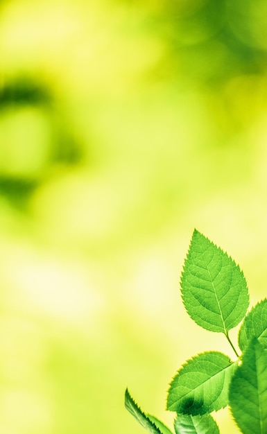 Foto foglie verdi sfondi natura e concetto di primavera