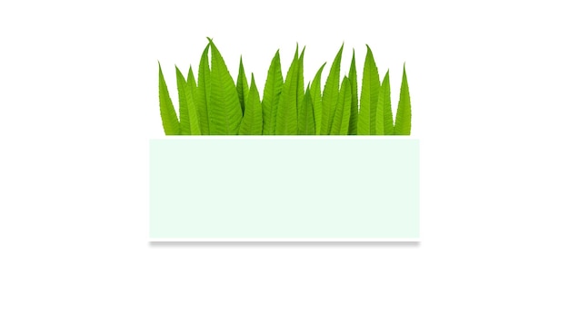 Green leaves nature frame layout of tropical plants bush ferns foliage floral arrangement on white