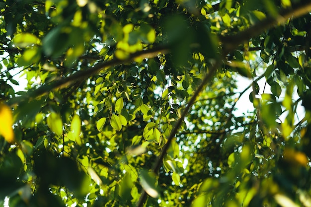 夏のイブニングリーフの背景に自然の緑の葉
