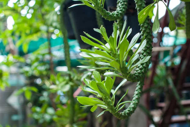 Green Leaves Nature