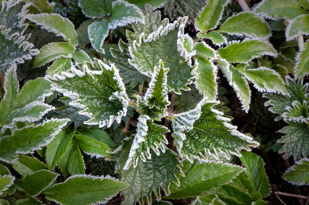 Green leaves of nettle with hoarfrost after morning frost