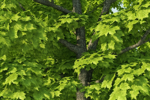 Photo green leaves of oak in the forest on a background of blue sky