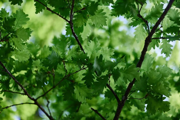 The green leaves of the oak tree on the branches glow against the blue sky the sunlight Planet ecology flora