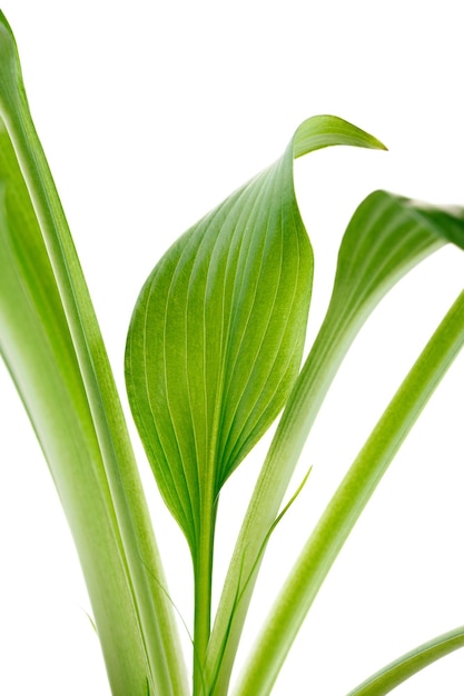写真 若い植物の緑の葉は白い背景に分離されます