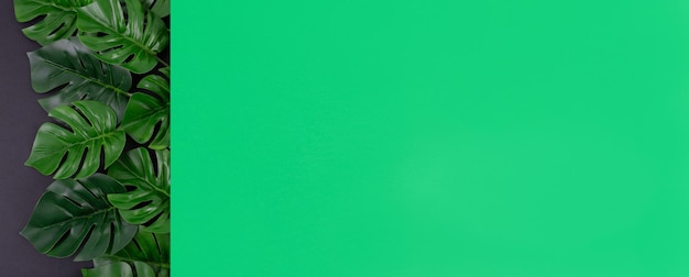 사진 어두운 배경에 몬스테라의 녹색 잎 카피스페이스가 있는 단풍 배경 식물 구성