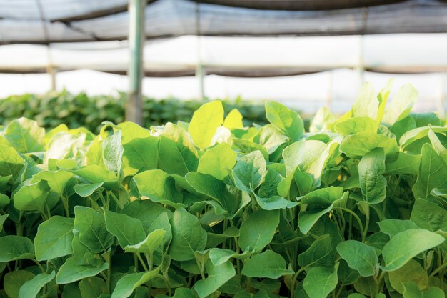 写真 有機野菜の緑の葉。