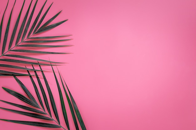 Зеленые листья пальмы на ярко-розовой пастели