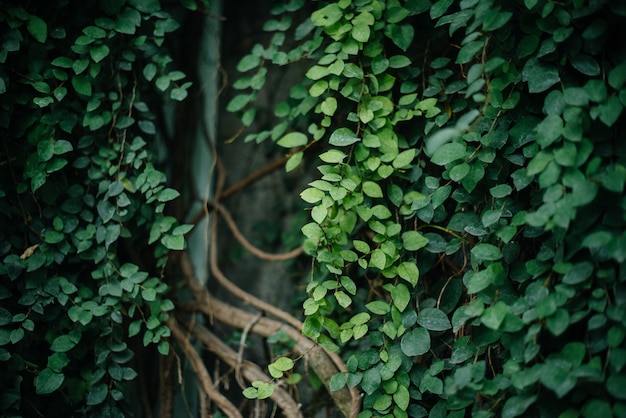 写真 熱帯植物の緑の葉