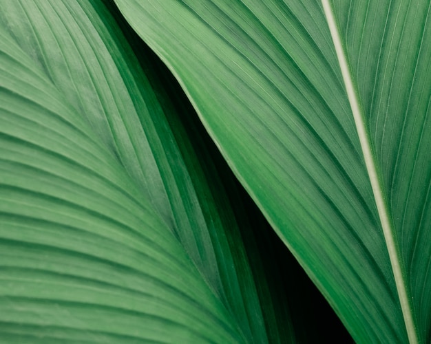 열대 식물의 녹색 잎
