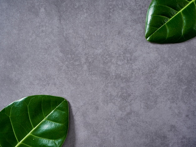 Фото Зеленые листья на сером фоне мрамора