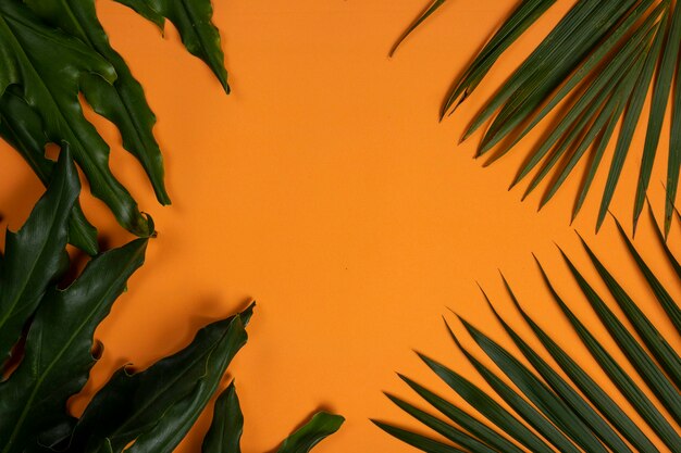 Green leaves on orange summer beach background