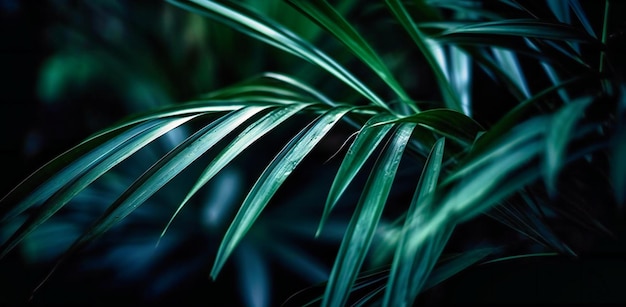 Green leaves of the palm tree background