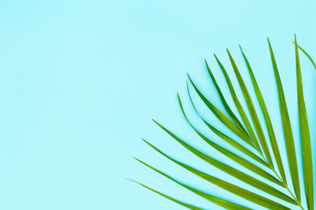 Green leaves of palm tree on blue background