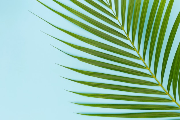 Green leaves of palm tree on blue 