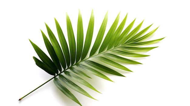 Зеленые листья пальмы изолированы на белом фоне с обтравочной дорожкой