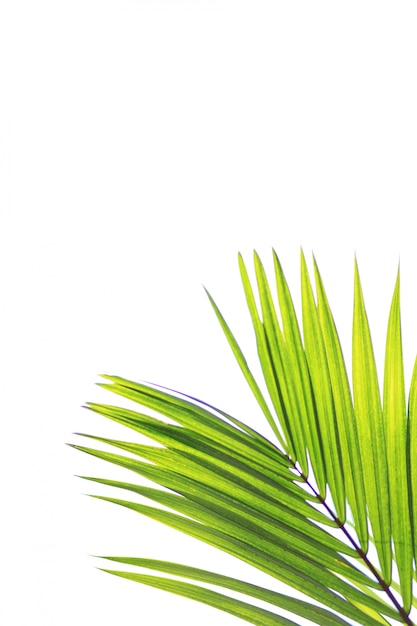 Photo green leaves of palm tree isolated on white