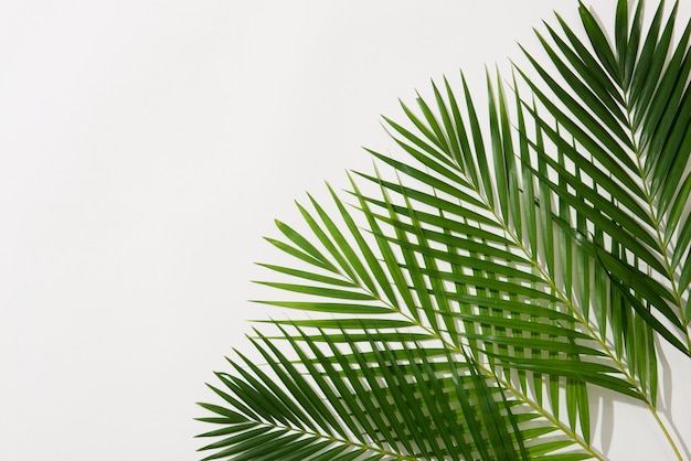 Green leaves of palm tree on white background