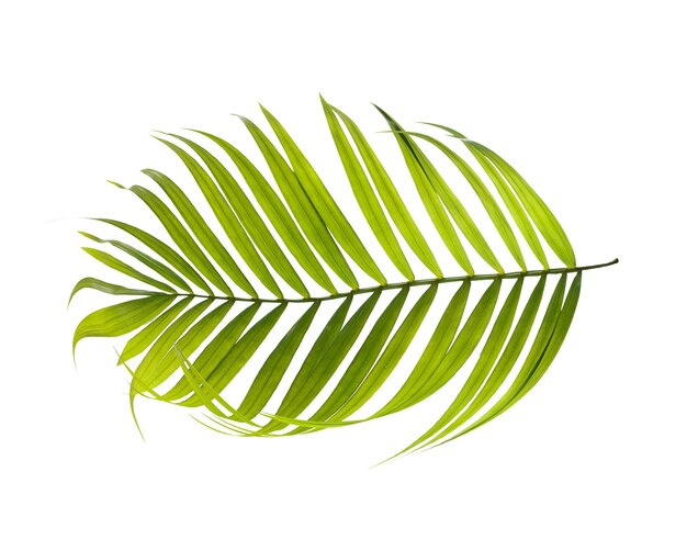 Зеленые листья пальмы на белом фоне