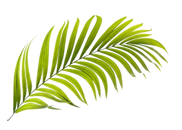 Photo green leaves of palm tree on white background