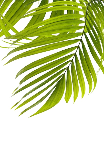 Green leaves of palm tree on white background