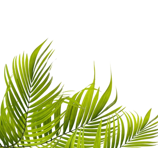 Green leaves of palm tree on white background