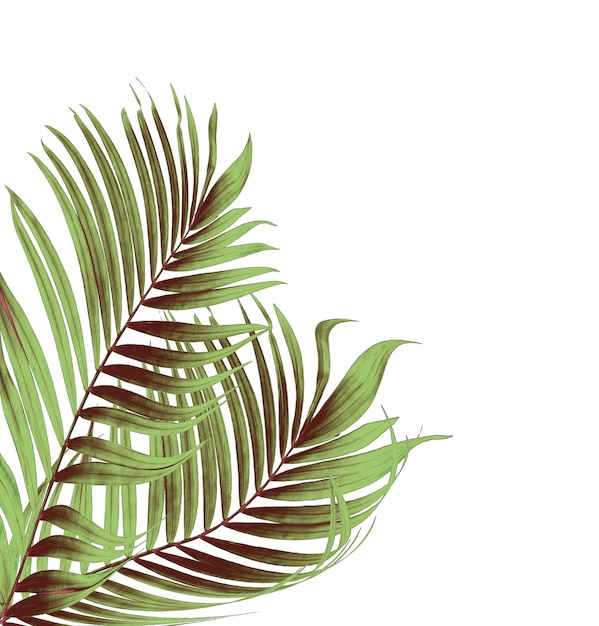 Green leaves of palm tree on white background