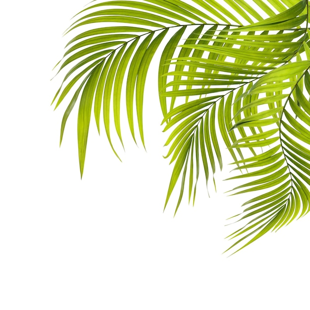 Green leaves of palm tree on white background