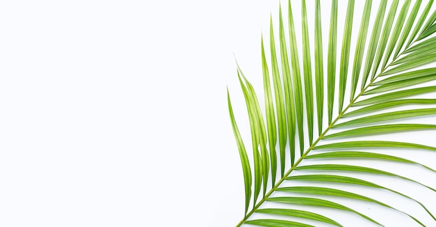 Green leaves of palm tree on white background