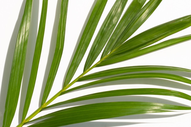 Green leaves of palm tree on white background