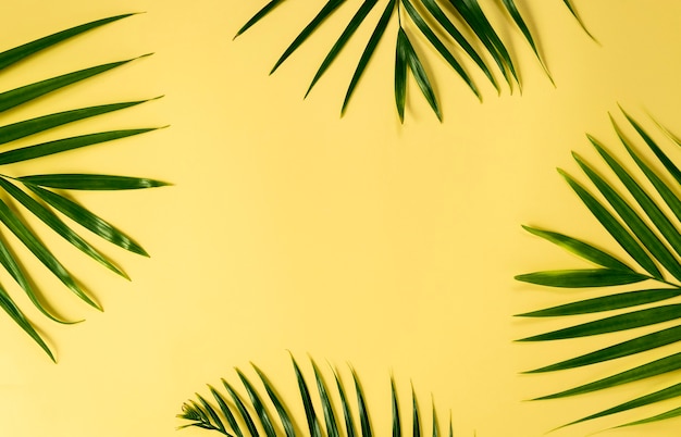 green leaves of palm tree on yellow background for mockup