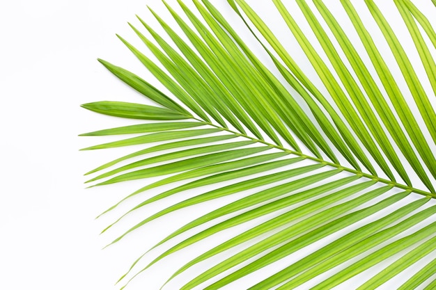 Photo green leaves of palm tree