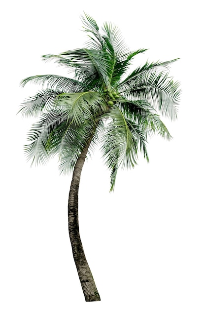 Green Leaves of palmcoconut tree bending isolated on white back