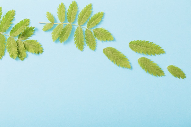 Green leaves on paper background