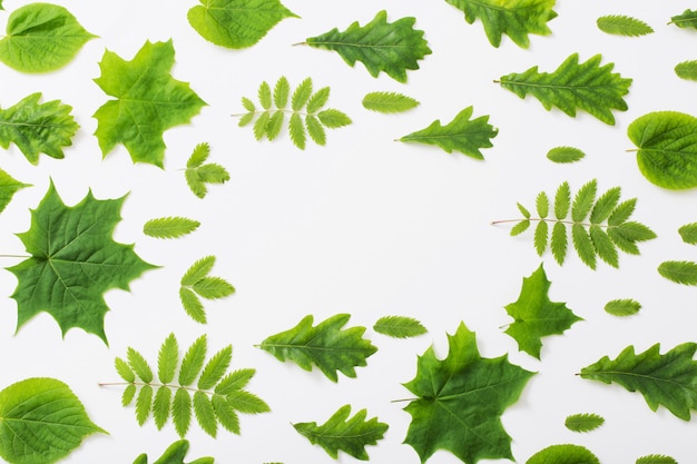 Green leaves on paper wall